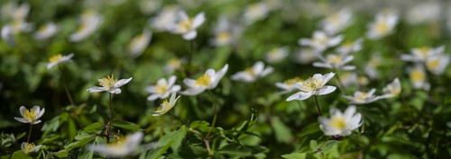 Blooming wood anemone (Anemonoides nemorosa) with white flowers in early spring, panoramic format,