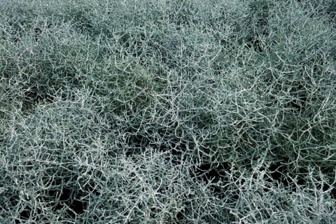 Calocephalus brownii