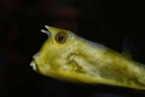 A longhorn cowfish (Lactoria cornuta), also called the horned boxfish, a species of boxfish from