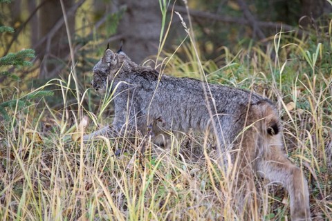 Rocky Mountain Lynx Alberta Canada Close young