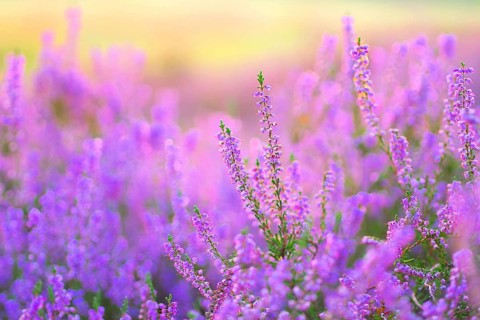 Heather in late summer, flowering Heather, Calluna vulgaris in the morning backlight