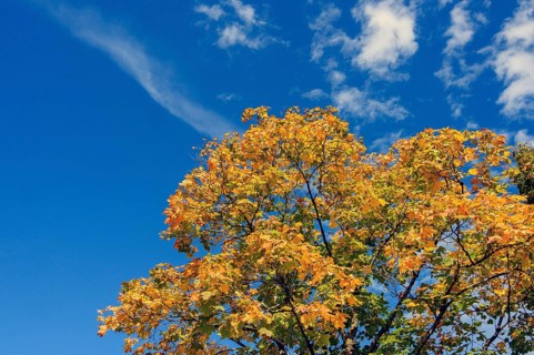 Autumnal maple (Acer), blue sky, white clouds, Allgäu, Bavaria, Germany, Europe