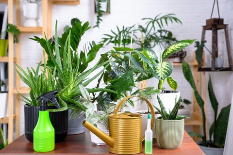 Group of popular indoor plants on the table in the interior: Calathea, aloe, diffenbachia,