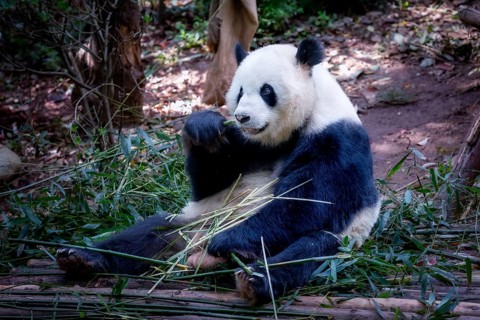 The giant panda (Ailuropoda melanoleuca), Chengdu, Sichuan, China, Asia