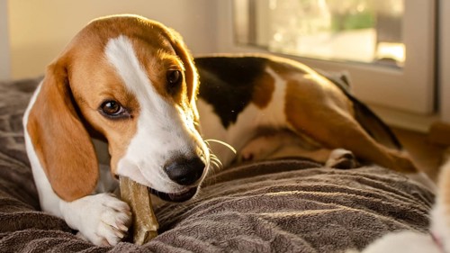 Beagle puppy chewing a dog snack. Biting a bone