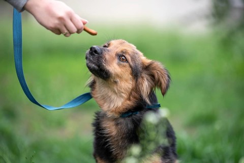 Treat for dogs female hand feeding a mongrel dog on a leash in the park outdoor