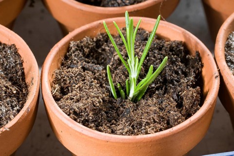 Rosemary (Rosmarinus officinalis), cuttings, rosemary cutting, cultivation