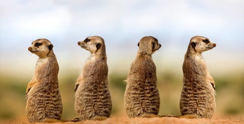 MEERKAT (suricata suricatta), ADULTS LOOKING AROUND, SITTING ON SAND, NAMIBIA
