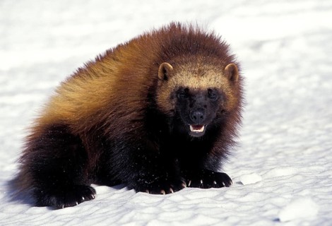 NORTH AMERICAN WOLVERINE (gulo gulo) luscus, ADULT ON SNOW, CANADA