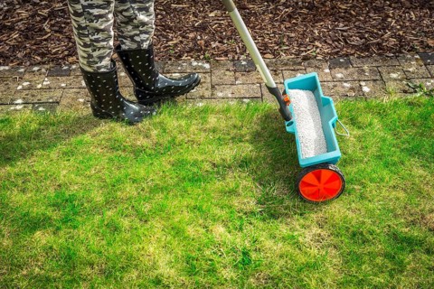 Fertilize lawn - Detail of Fertilizer spreader on green lawn