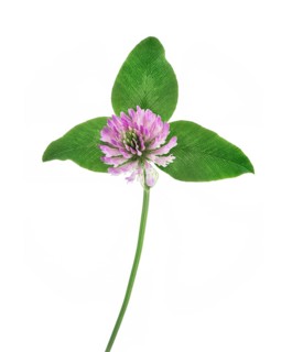 Red clover (Trifolium pratense) closeup of a purple flower with three green leaves. Medicinal herb