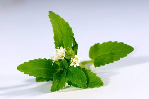 Sweet herb, sugar leaf (Stevia rebaudiana), sugar plant