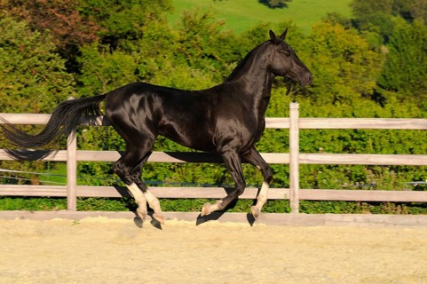 Achal-Tekkiner, stallion, black stallion, lateral