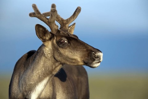 Caribou, female, Mount Jacques Cartier, Gaspesie National Park, Woodland caribou (Rangifer tarandus