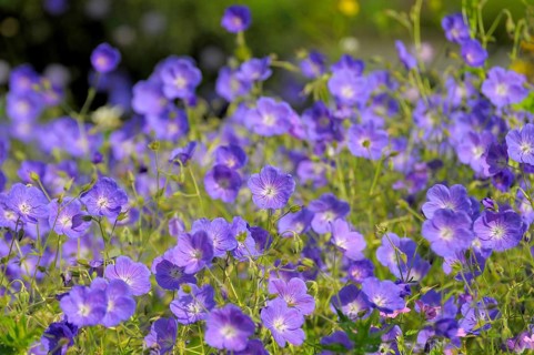 Cranesbill blue flowering in the garden, Meadow cranesbill (Geranium pratense)
