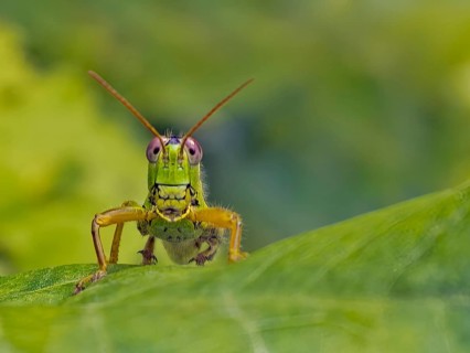 Grasshopper sits on a leaf with green background, funny, looks curiously into the camera, close-up,
