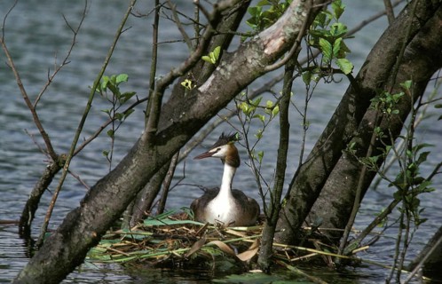 Great Crested Grebe (podiceps cristatus), Adult standing on Nest