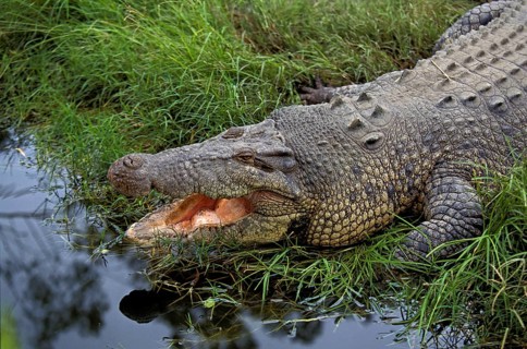 AUSTRALIAN SALWATER CROCODILE OR ESTUARINE CROCODILE (crocodylus porosus), ADULT WITH OPEN MOUTH