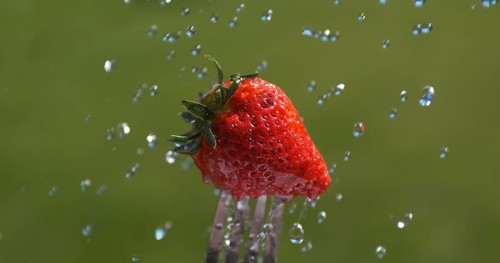Strawberries (fragaria vesca), Water Falling on Fruits