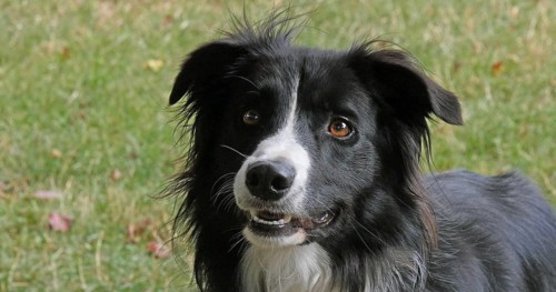 Border Collie Dog on Grass, Portrait of male
