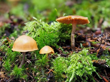 Poisonous Galerina, Galerina marginata, Galerina marginata