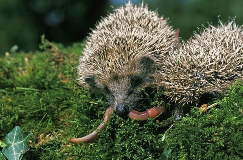European european hedgehog (erinaceus europaeus), adult eats earthworm, Normandy