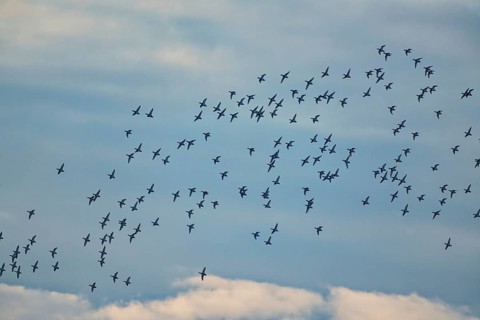 Flock of greylag geese, greylag goose (Anser anser), flock in the evening in winter, Mühlenteich,