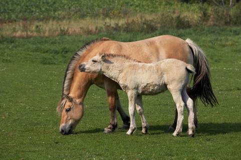 Norwegian Fjord Horse, Mare and Foal