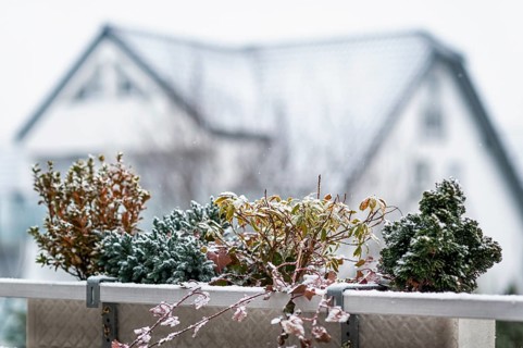 Balcony with hardy plants in winter