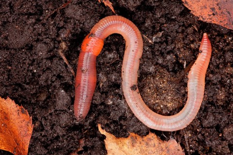 Tauwurm (Lumbricus terrestris), Rhineland-Palatinate, Germany, Europe