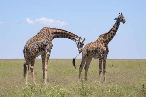 Masai giraffe (Giraffa tippelskirchi), bull checks cow's readiness to mate, mating, Serengeti