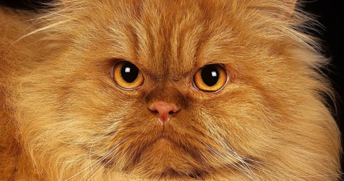 Red Self Persian Domestic Cat laying against Black Background