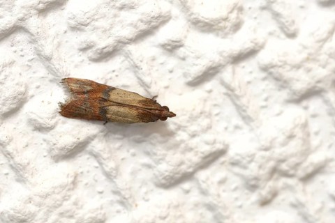 Food moth