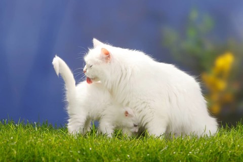 Siberian Forest Cat, white, with kittens, 7 weeks