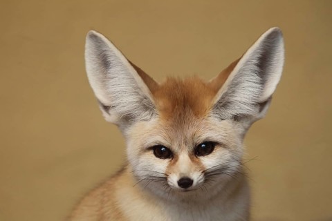 Fennec fox (Vulpes zerda) Fennec