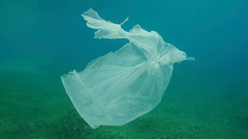Old plastic bag drifting in water column over seagrass meadow. Plastic bag floating underwater on