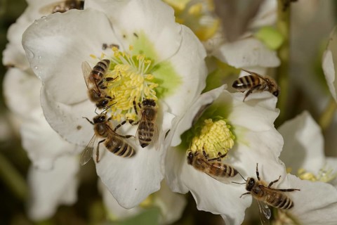Honey bee (Apis mellifera) nibbling on the Christmas rose (Helleborus niger) in early spring,