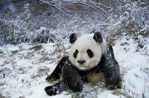 Giant panda (ailuropoda melanoleuca), adult IN THE SNOW, WOLONG RESERVE IN CHINA