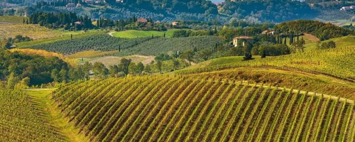 Tuscan landscape with vineyards rows, houses in Tuscany wine region, Italy, Europe