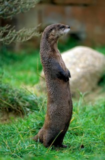 Canadian otter standing, Canadian otter, north american river otter (Lontra canadensis), Babyzoo