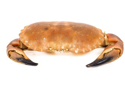 Boiled orange color crab with claws isolated on greyscale background