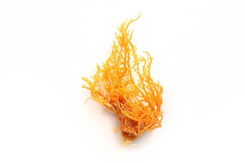 Irish sea moss. Chondrus Crispus, healthy organic raw seaweed, a close-up on a white background,