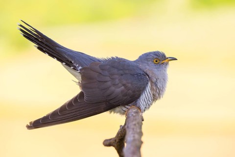 Common cuckoo (Cuculus canorus), Coucou gris, Cuco Europeo, Cuco Común, Ast, branch, Ormoz area,