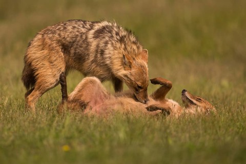 Social behaviour of the golden jackal, grooming in pairs