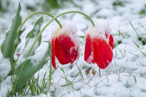 Red tulips covered with snow. The tulips under the snow. Bulgaria