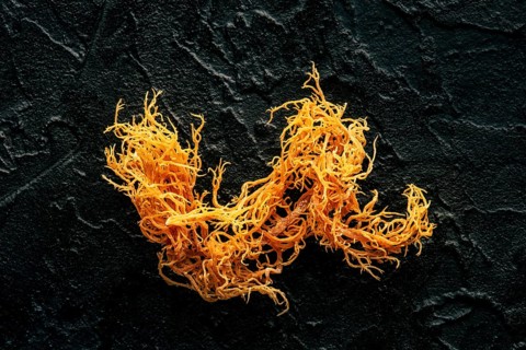 Irish sea moss. Chondrus Crispus, healthy organic raw seaweed, a close-up on a black slate
