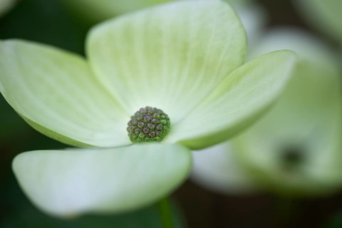 Flowering dogwood (Cornus Kousa)