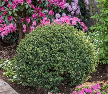 Japanese pod (Ilex crenata 'Stokes')
