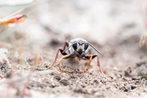Golden digger wasp (Sphex funerarius), digs its nest in the sandy soil, Döberitzer Heide nature