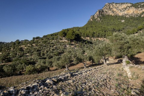Camino empedrado del olivar de Son Moragues, antiguo camino de carro al Port de Valldemossa,